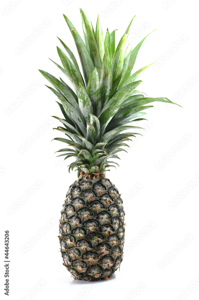 Pineapple Pineapple