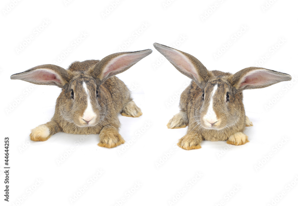 Obraz premium grey rabbit