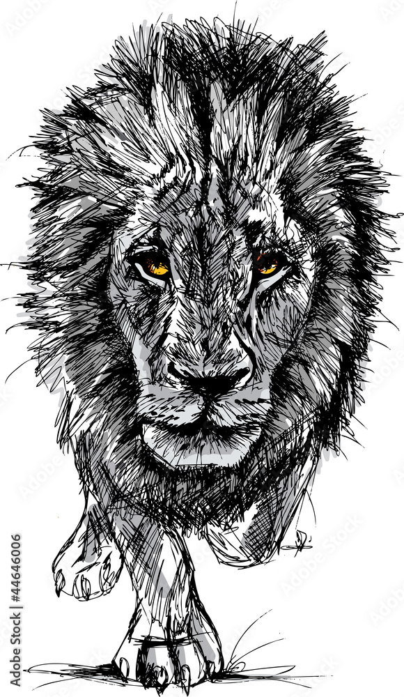 Obraz premium Sketch of a big male African lion