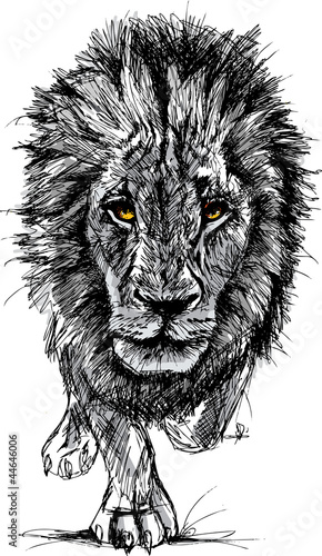 Sketch of a big male African lion