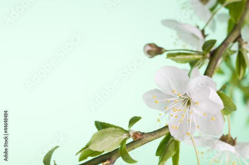 Greeting holiday card with blooming flowers