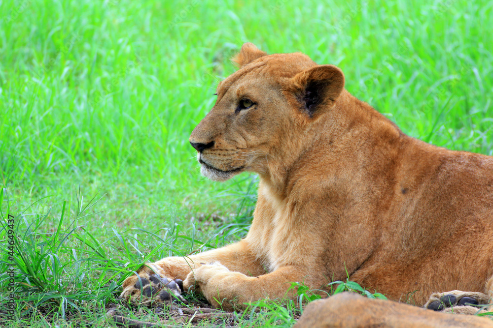 Female lioness Female lioness