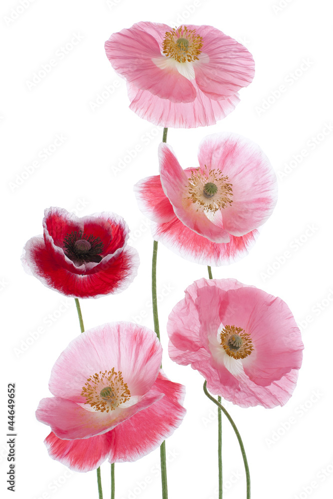 Fototapeta premium poppy
