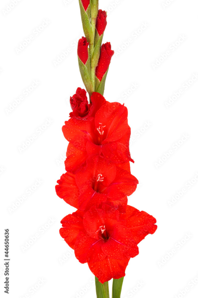 branch of red gladiolus on white background close-up branch of red gladiolus on white background close-up