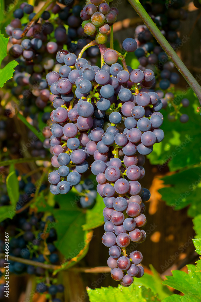 Fototapeta premium Grape