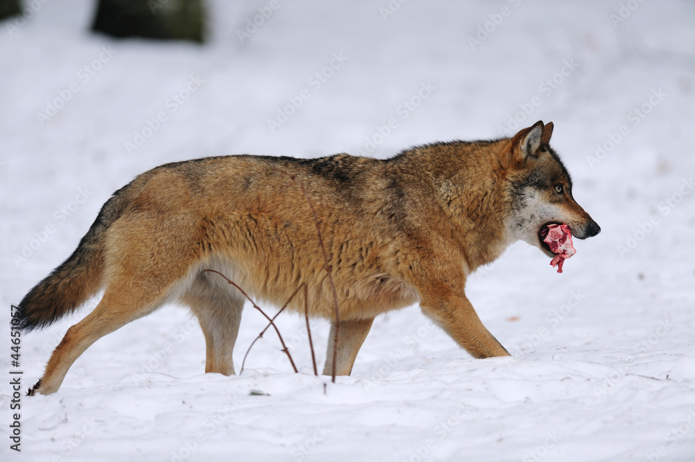 Fototapeta premium Wolf, Winter