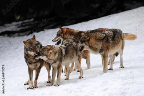 Wolf, Winter #44651029
