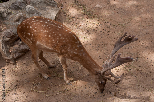 Fallow deer in the in the Parc de la Ciutadella. Barcelona. © lornet