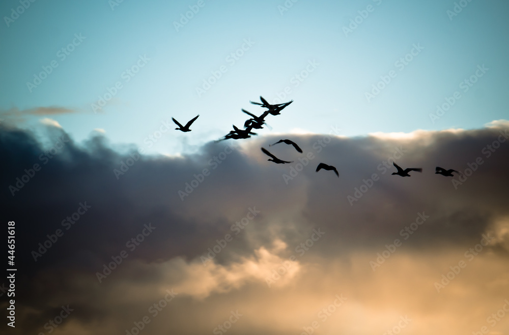 Fototapeta premium Flock of flying geese silhouette
