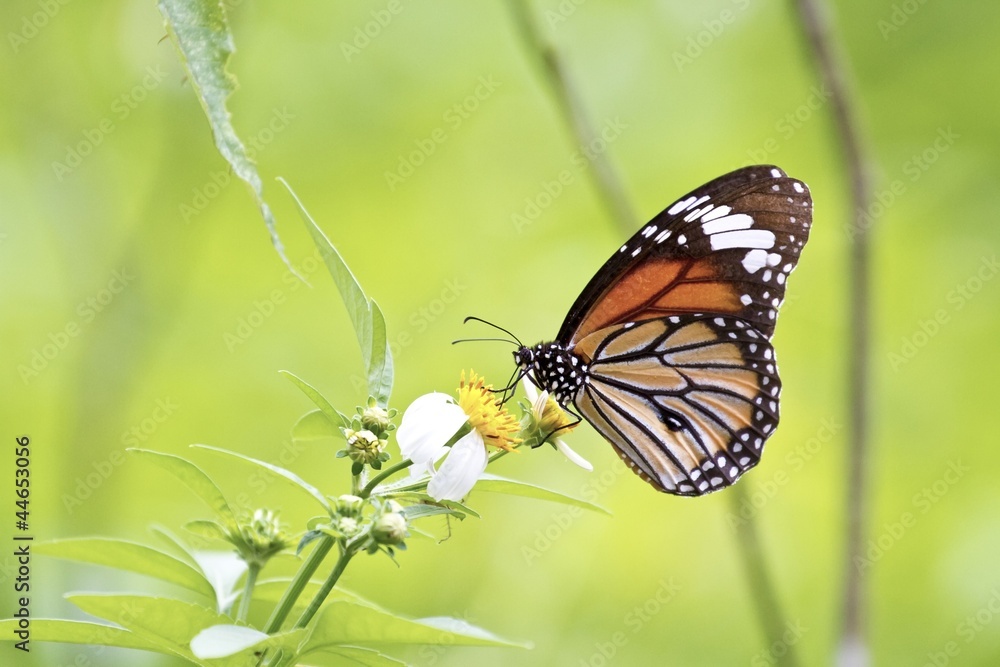 Fototapeta premium butterfly