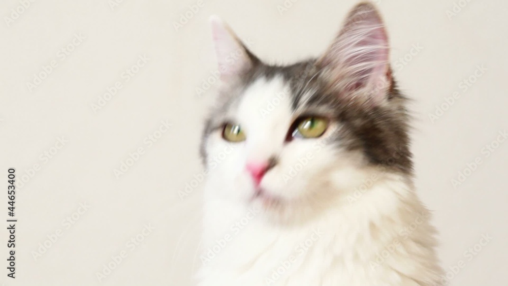 Cat look follow something, closeup Cat look follow something, closeup