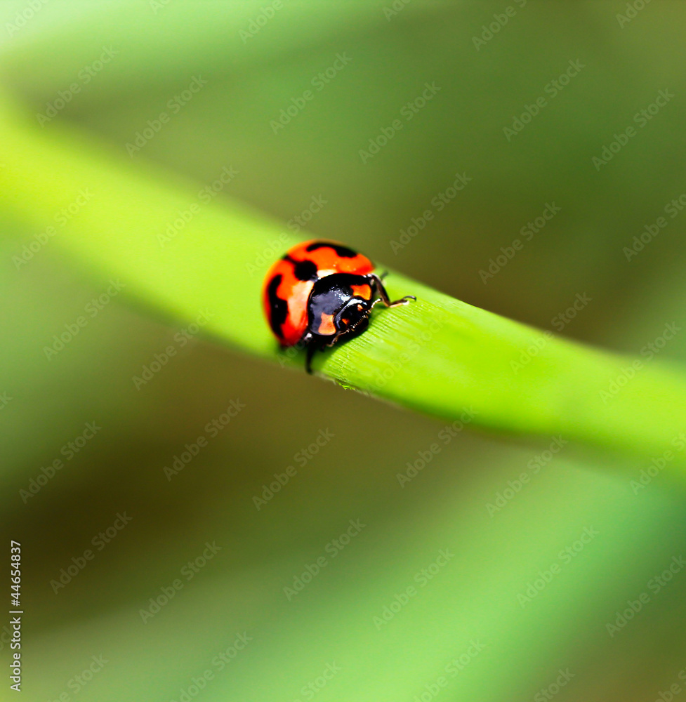 Ladybird Ladybird