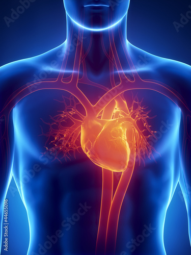 Obraz na płótnie Human heart anatomy