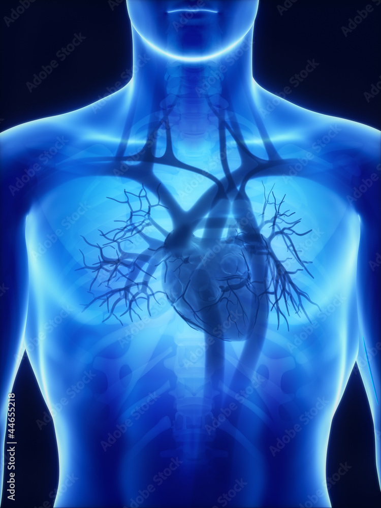 X Ray Heart Anatomy