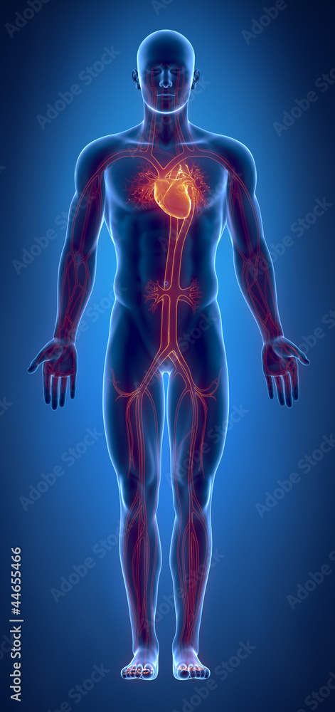 Cardiovascular system with glowing heart Cardiovascular system with glowing heart