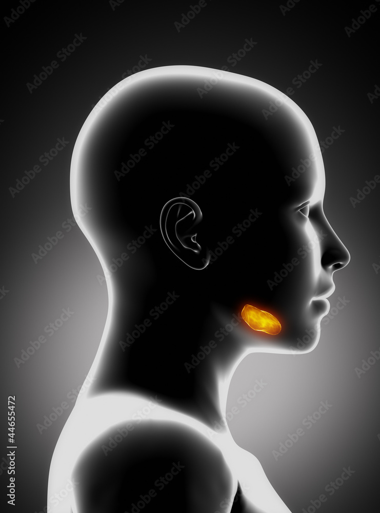 Obraz premium Sublingual gland