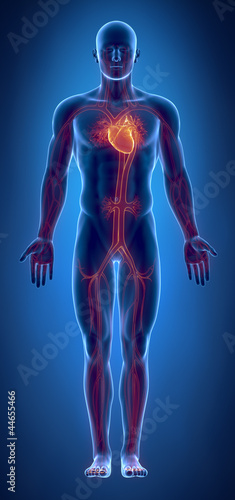 Cardiovascular system with glowing heart