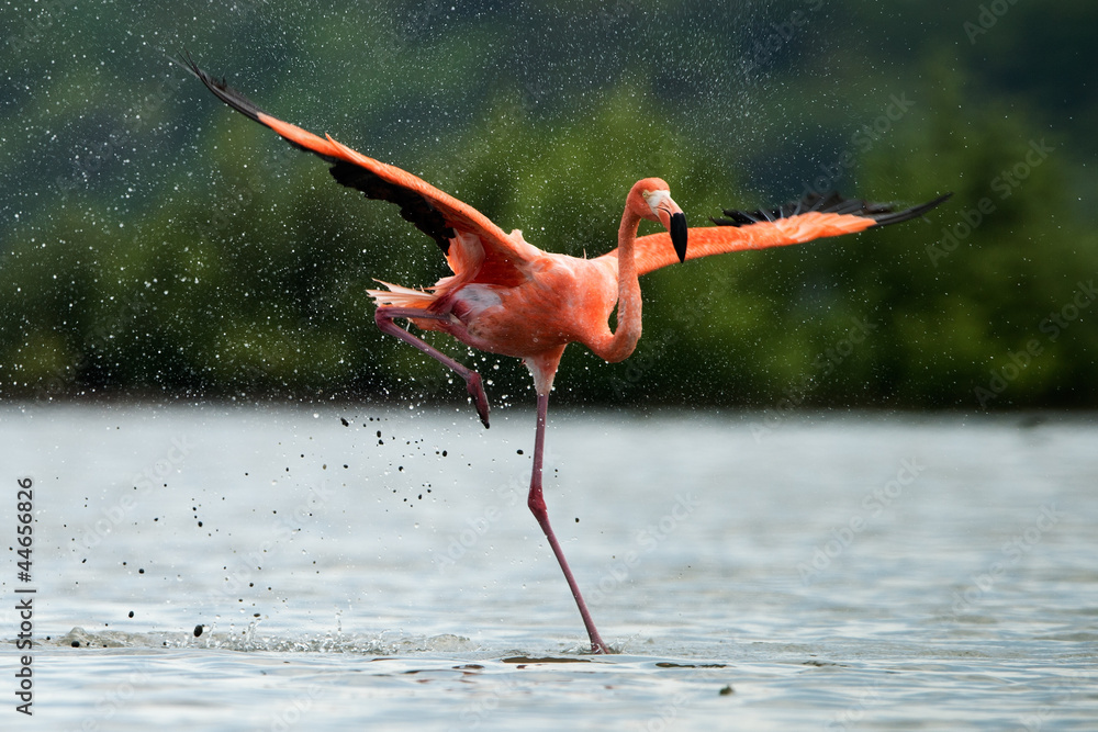 The flamingo runs on water with splashes - obrazy, fototapety, plakaty 