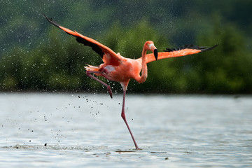 Poster Flamingo Flamingo rent over het water  © Uryadnikov Sergey