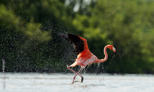 The flamingo runs on water with splashes #44656817