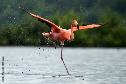 The flamingo runs on water with splashes