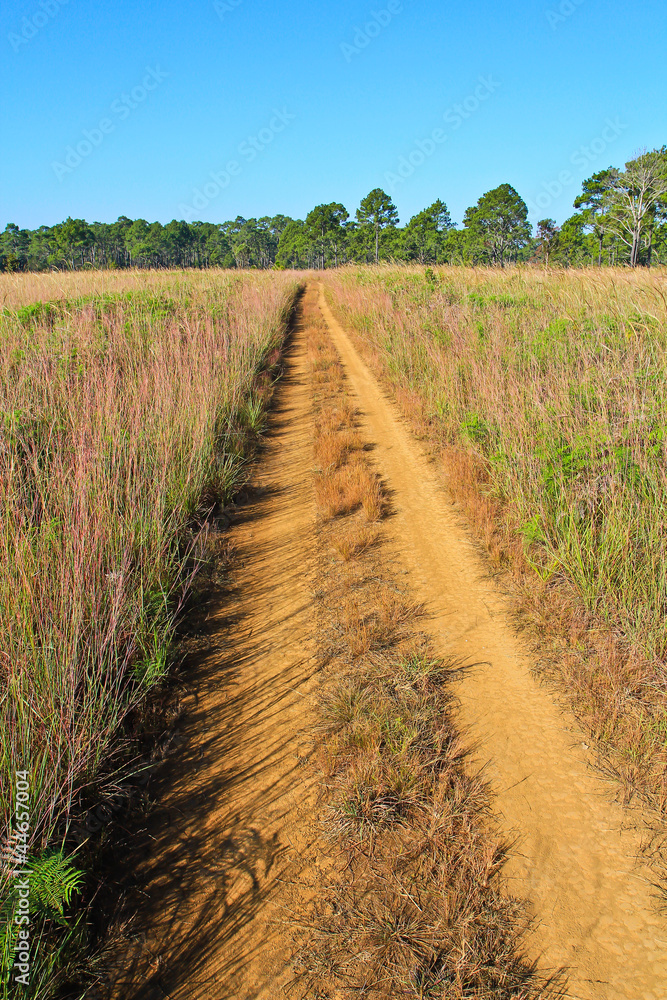 Obraz premium Pine forest