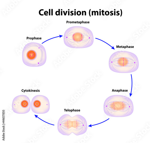 Cell division. Mitosis. Vector scheme photo