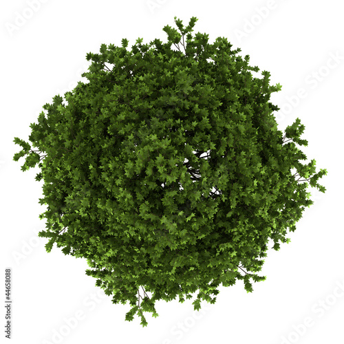 top view of american sweetgum tree isolated on white background