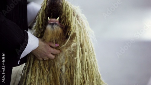 Owner pats dog of komondor breed with curls photo