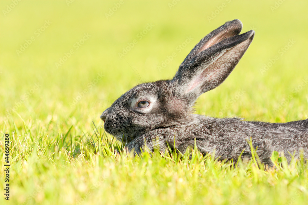 Fototapeta premium Rabbit