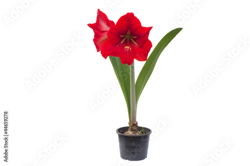 Hippeastrum isolated on white background