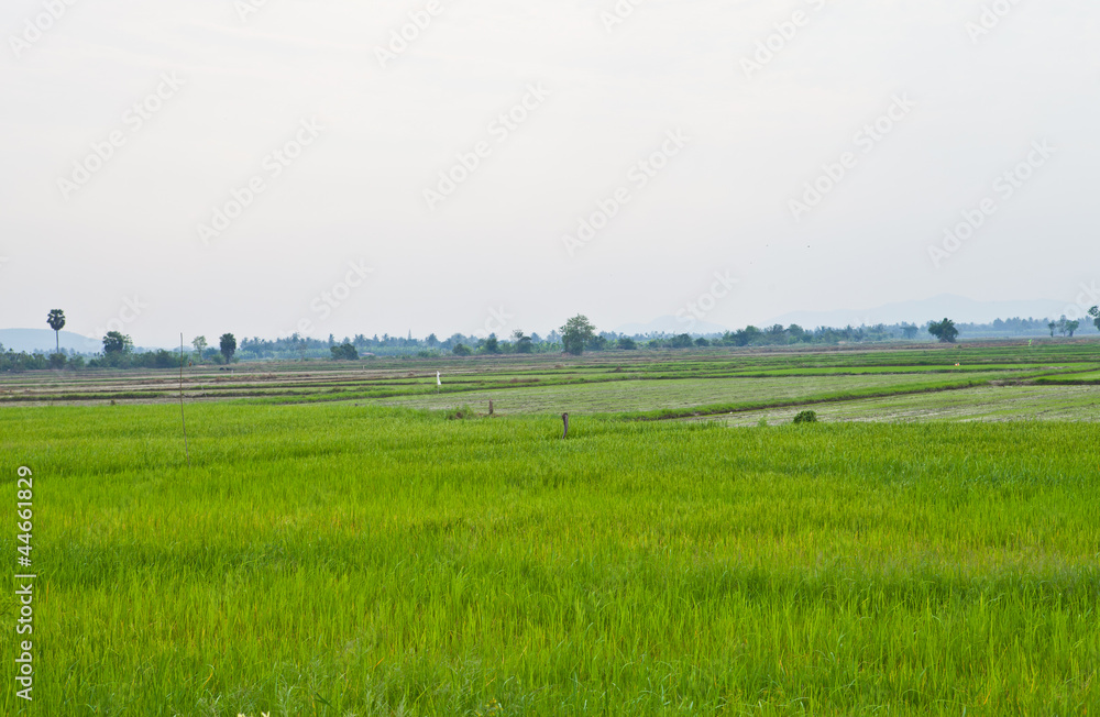Fototapeta premium Rice Field in Thailand