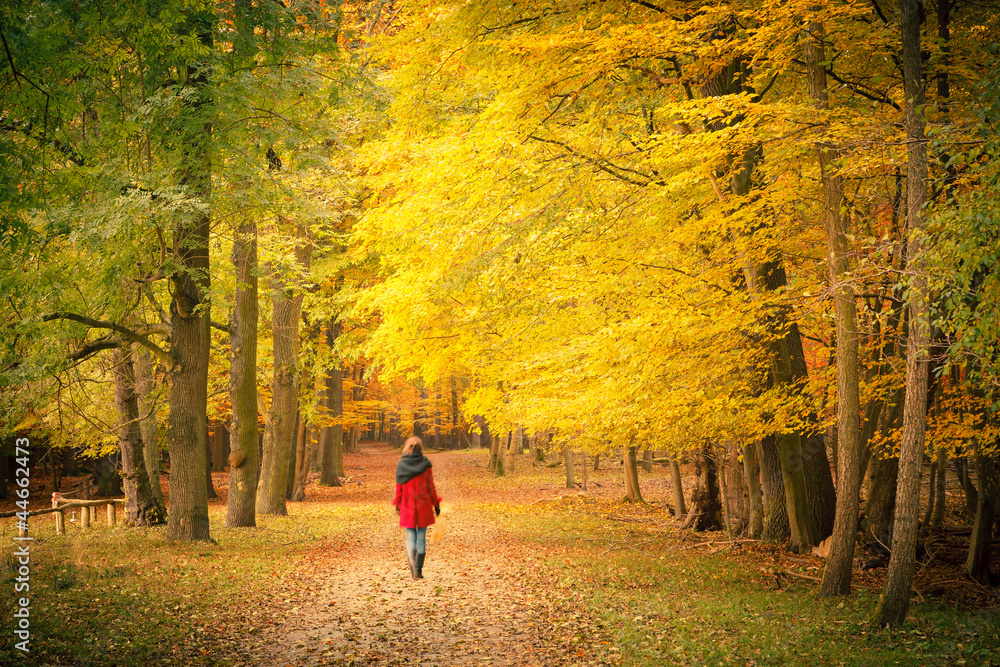 Fototapeta premium In autumn park
