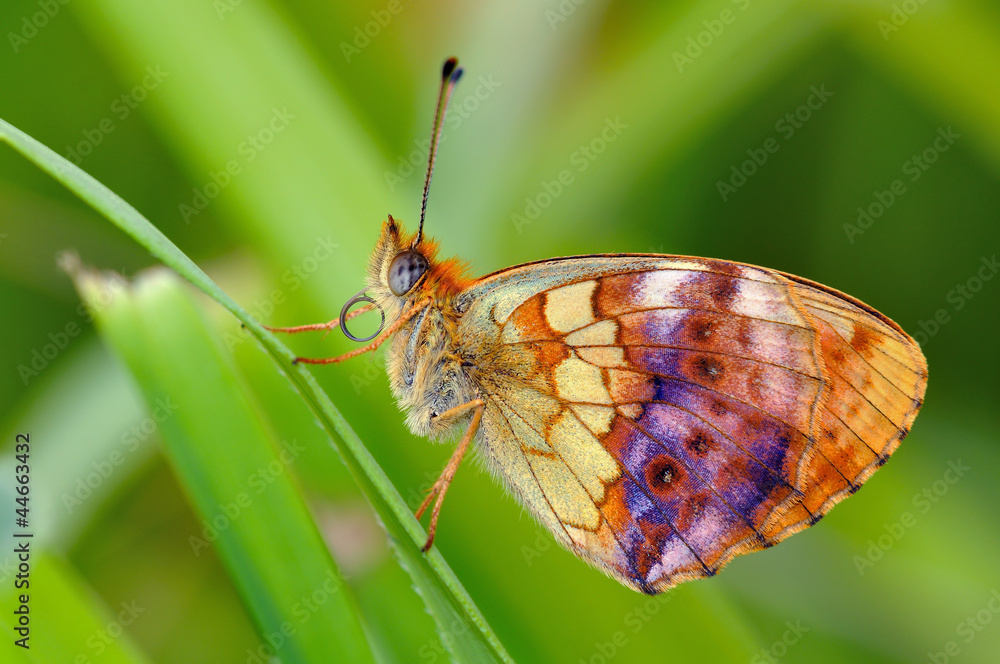 Obraz premium Brenthis daphne