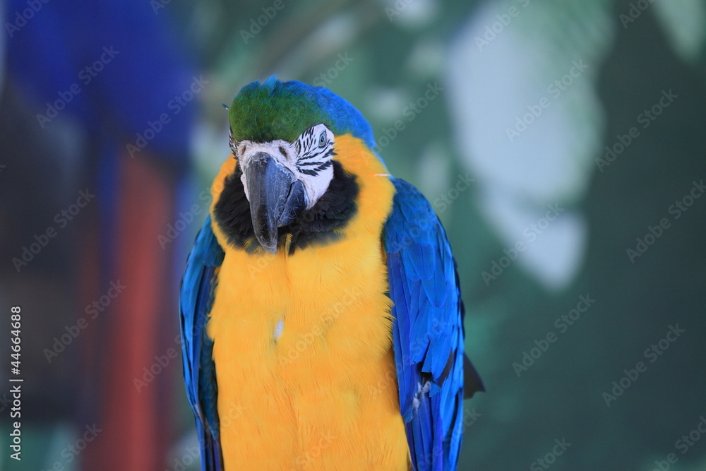 Obraz premium Parrot