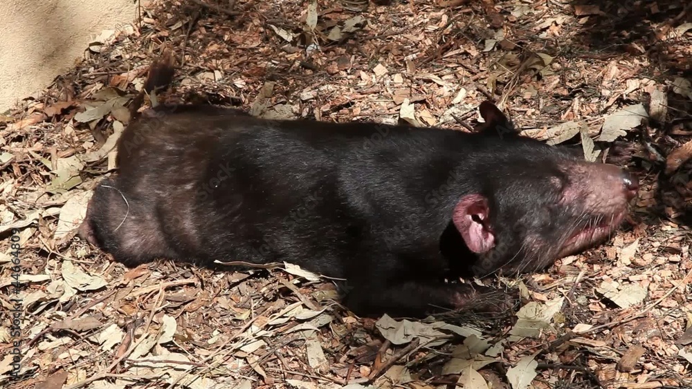 A tasmanian Devil lying in the sand