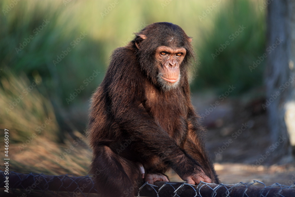 Obraz premium chimpanzee at the zoo