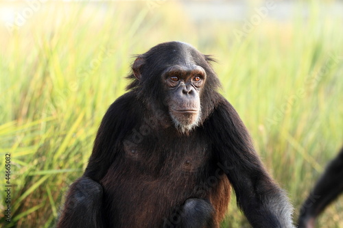 chimpanzee at the zoo