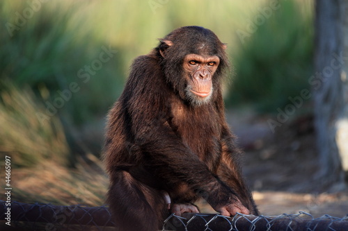 chimpanzee at the zoo