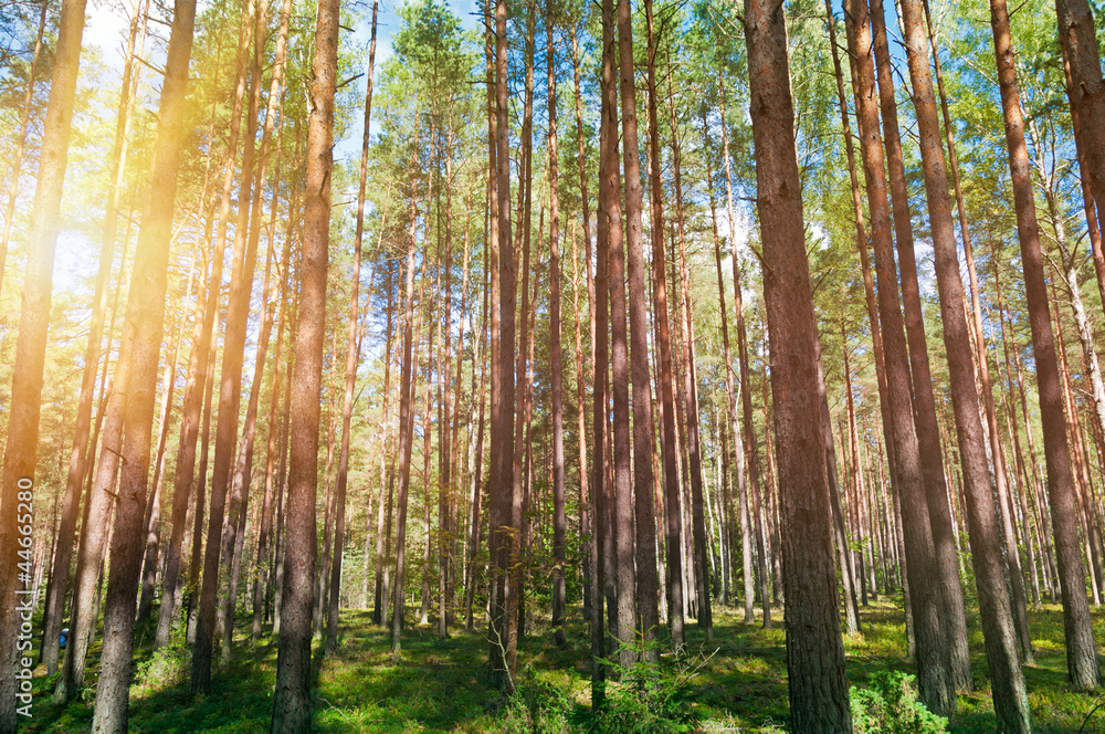 sunrise or sunset in the forest in autumn sunrise or sunset in the forest in autumn