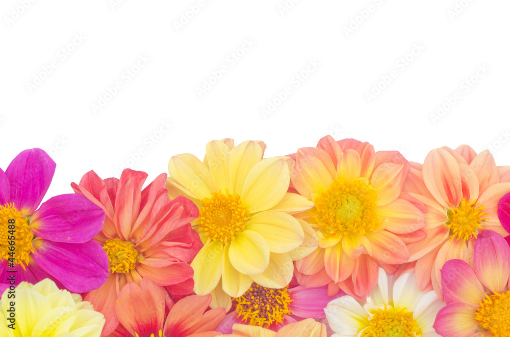 Dahlia isolated on white background Dahlia isolated on white background