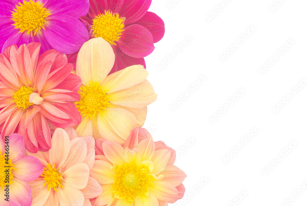 Dahlia isolated on white background Dahlia isolated on white background