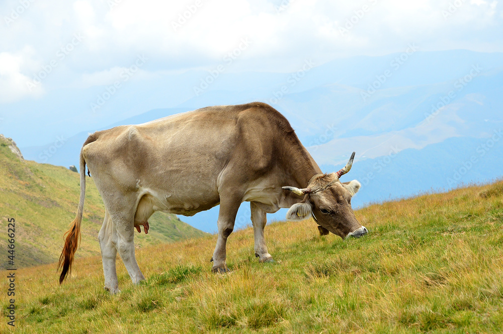 Cow on the pasture