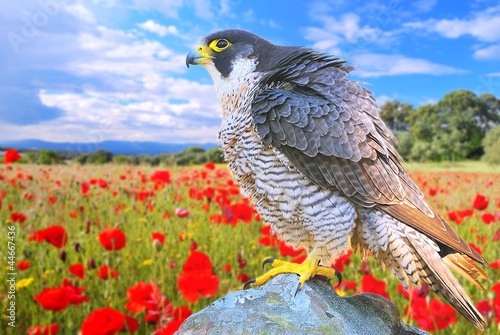 Peregrine Falcon.