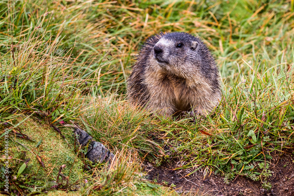 Naklejka premium Murmeltier