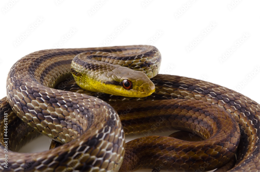 Fototapeta premium シマヘビ