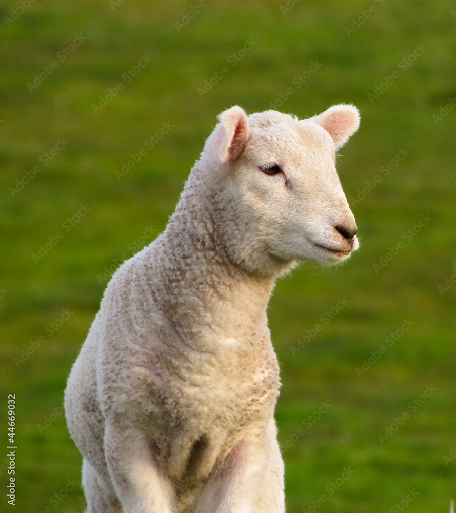 Fototapeta premium Spring Lamb