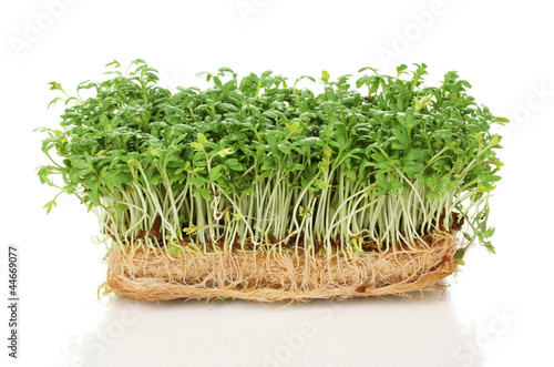 Fresh cress salad isolated on white
