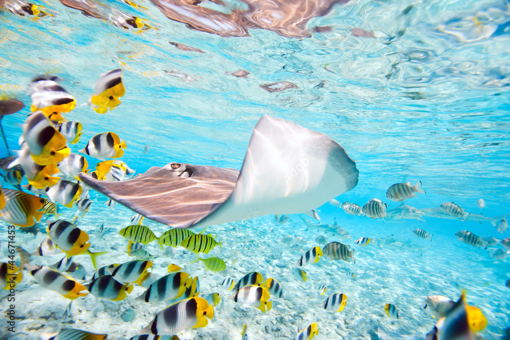 Naklejka premium Bora Bora underwater