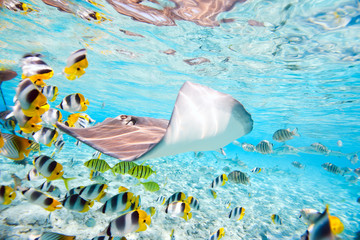 Fototapete Unterwasser Bora Bora Lagune unter Wasser  © TravelPhotoBloggers